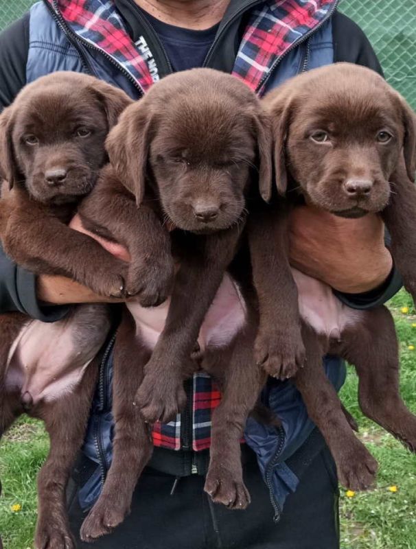 Na prodaju, čokoladni labradori - Psi Oglasi Beograd