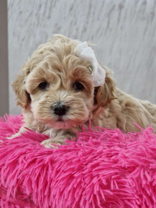 Preslatke bebice MALTIPOO - Psi Oglasi Beograd