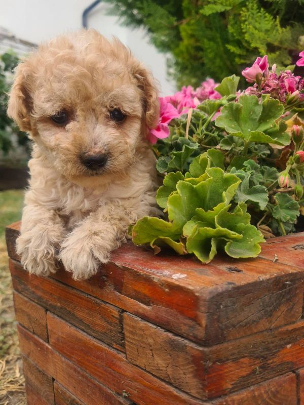 Labradoodle prelepi štenci - Psi Oglasi Beograd