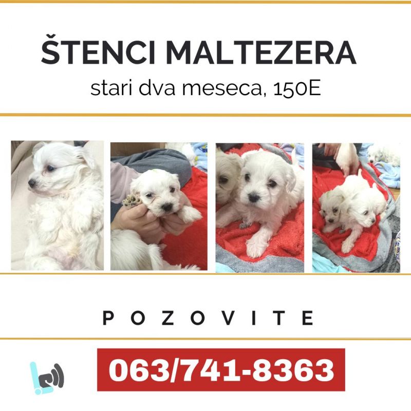 Štenci maltezera - Psi Oglasi Beograd