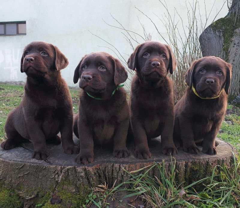 Labrador retriver čokoladni štenci - Psi Oglasi Beograd