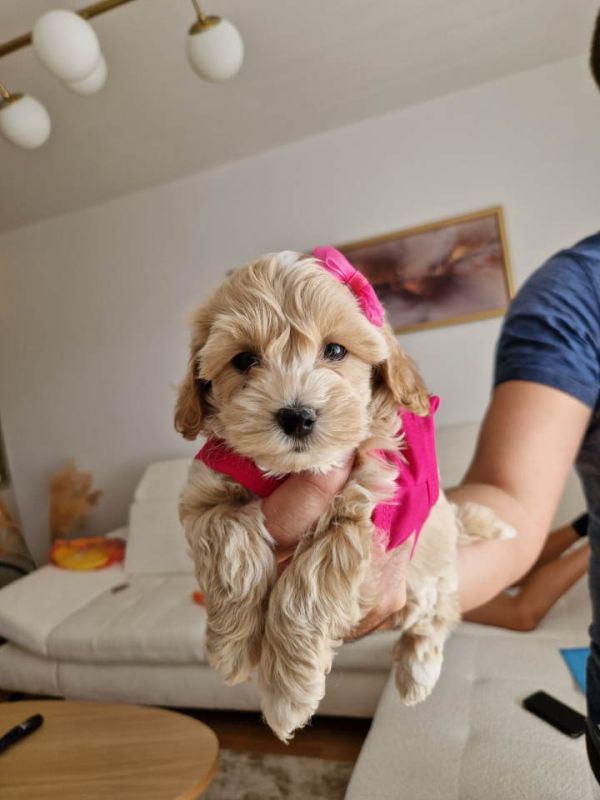 Preslatke bebice MALTIPOO - Psi Oglasi Beograd