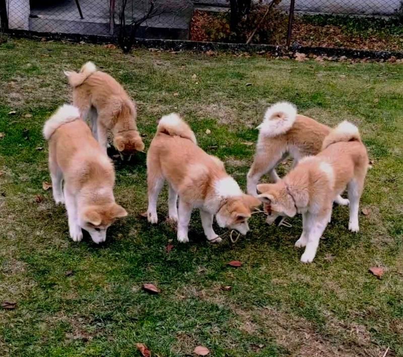 Japanska Akita štenci na prodaju - Psi Oglasi Beograd