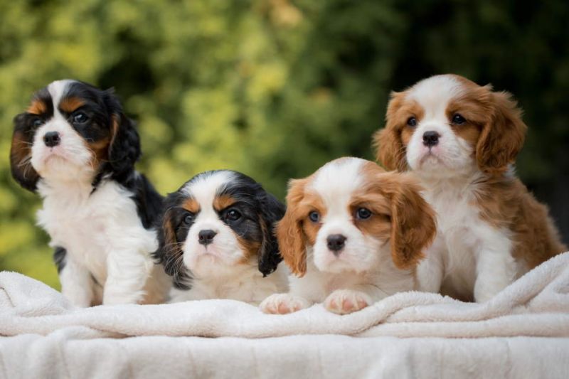 CAVALIER KING CHARLES  spaniel štenci - Psi Oglasi Beograd