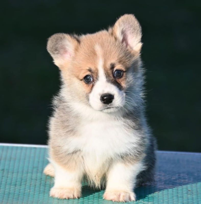 Velski korgi/Welsh Corgi Pembroke - Psi Oglasi Beograd