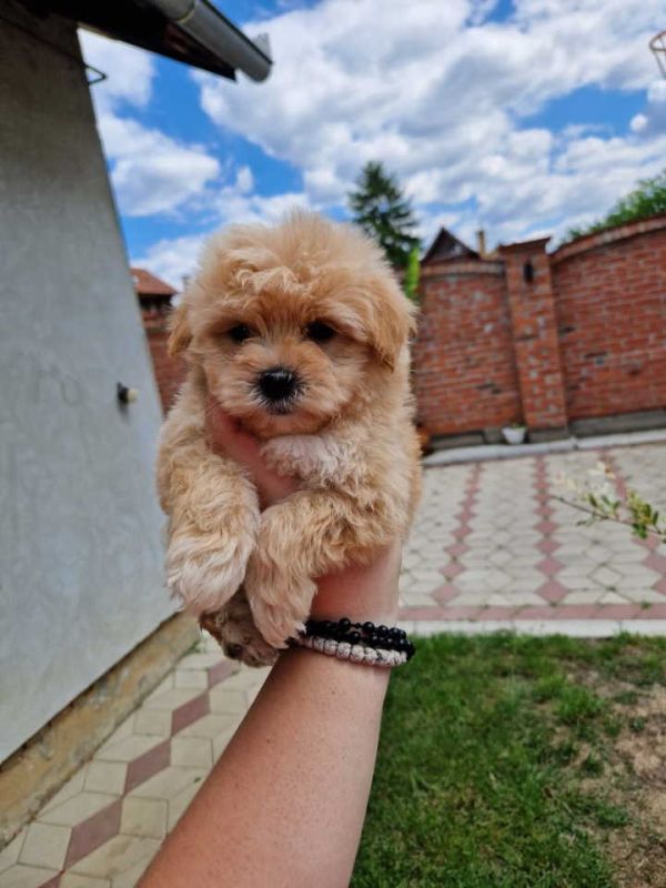 Preslatke bebice MALTIPOO spremni za preuzimanje - Psi Oglasi Beograd