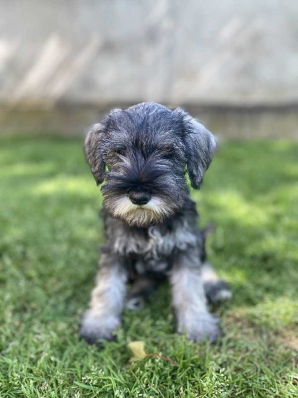 Patuljasti Šnaucer Miniature Schnauzer - Psi Oglasi Beograd