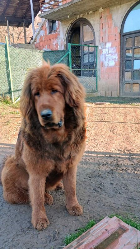 Prodajem dve ženke Tibetanskog mastifa stare 10 meseci - Psi Oglasi Beograd