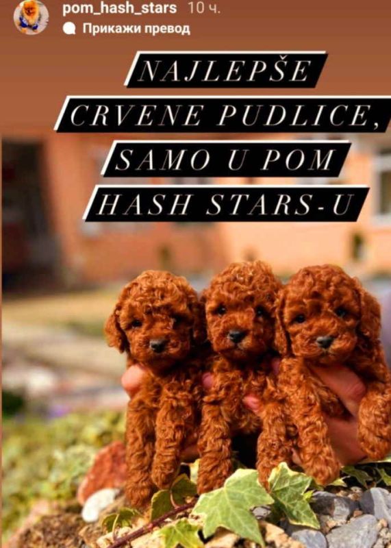 Najlepse bebe teddy bear toy pudle u Pom_Hash_Stars odgajivacnici. Bebe su naucene na pelenicu sa pedigreom i svom dokumentacijom sa mogucom izradom Eu pasosa i dostavom po celoj Evropi. Otac beba uve - Psi Oglasi Beograd