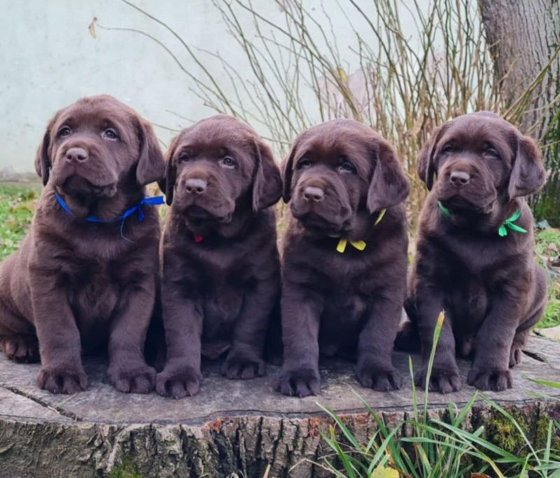 Labrador retriver čokoladni štenci - Psi Oglasi Beograd