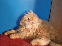 Persijski macici na prodaju, raznih boja 2 :: Mačke Oglasi Beograd