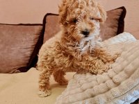 Maltipoo prelepi štenci :: Psi Oglasi Beograd Maltipoo prelepi štenci :: Psi Oglasi Beograd