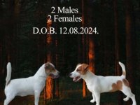 JACK RUSSELL TERIER Tarik i Troja :: Psi Oglasi Beograd