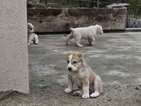 Na prodaju štenci srednjeazijskog ovčara :: Psi Oglasi Beograd