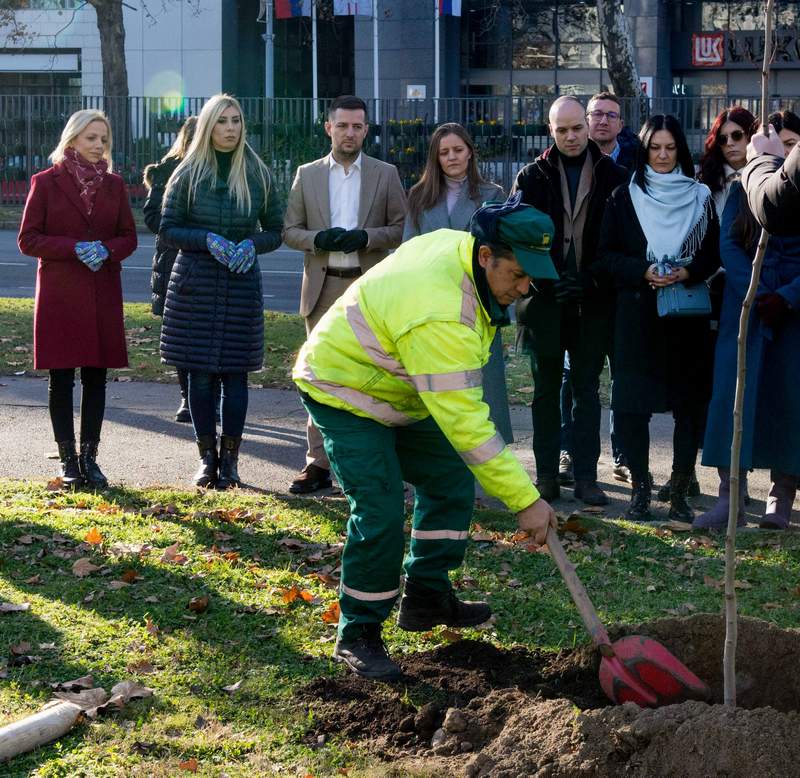 Još 16 novih sadnica za zeleniji Novi Beograd